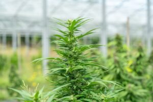 Photo Cannabis plants