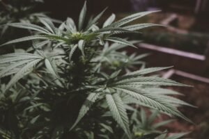 Photo Hemp plants