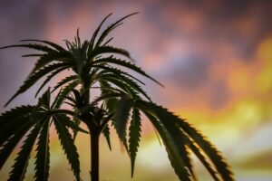 Photo Cannabis buds